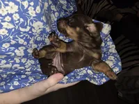 Dapple, a female Dachshund for sale in Ellabell, GA – Photo 1 of 10