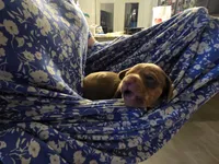 Dapple, a female Dachshund for sale in Ellabell, GA – Photo 7 of 10