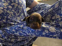 Dapple, a female Dachshund for sale in Ellabell, GA – Photo 3 of 10