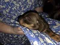 Dapple, a female Dachshund for sale in Ellabell, GA – Photo 6 of 10