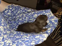 Dapple, a female Dachshund for sale in Ellabell, GA – Photo 4 of 10