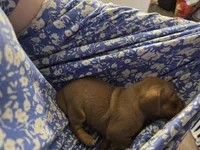 Dapple, a female Dachshund for sale in Ellabell, GA – Photo 9 of 10