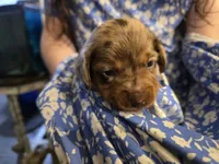 Dapple, a female Dachshund for sale in Ellabell, GA – Photo 10 of 10