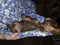 Dapple, a female Dachshund for sale in Ellabell, GA – Photo 2 of 10