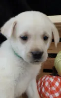 Ram, a male Labrador Retriever for sale in Annville, KY – 4 of 10