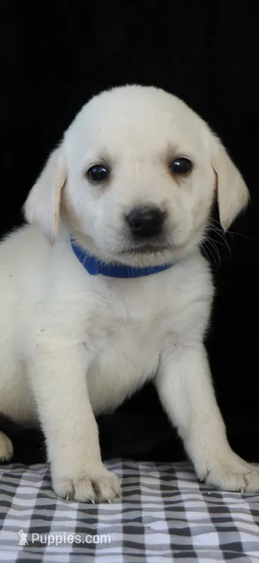 Rooster – Labrador Retriever puppy for sale in Annville, KY
