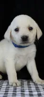 Rooster, a male Labrador Retriever for sale in Annville, KY – 3 of 10