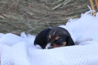 Jack Reacher, a male Beagle for sale in Annville, KY – 6 of 8