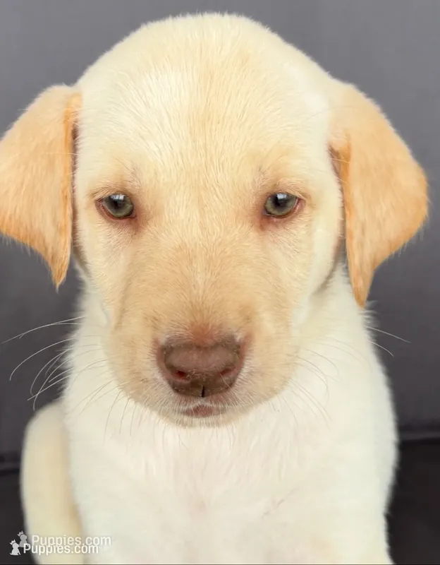 Rhyker – Labrador Retriever puppy for sale in Annville, KY