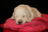 Ram, a male Labrador Retriever for sale in Annville, KY – 2 of 4