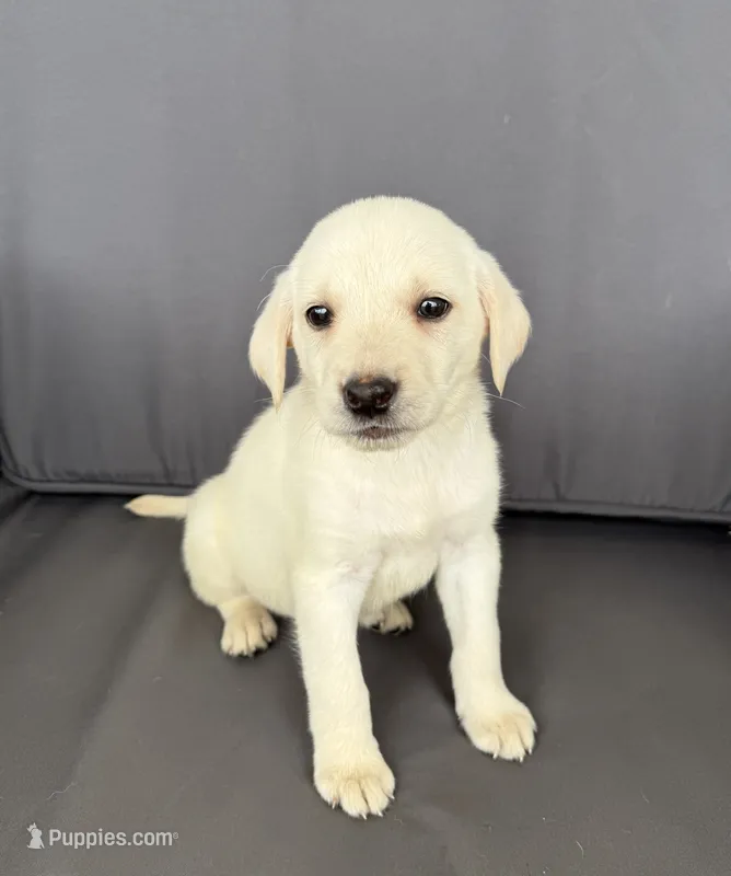 Rooster – Labrador Retriever puppy for sale in Annville, KY
