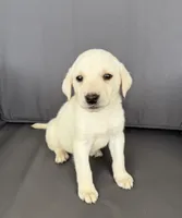 Rooster, a male Labrador Retriever for sale in Annville, KY – 1 of 10