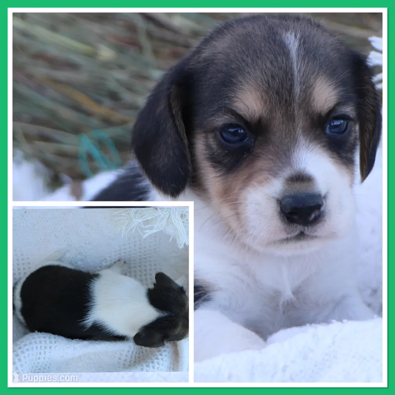 Fancy Free – Beagle puppy for sale in Annville, KY