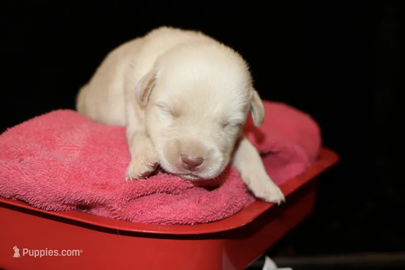Remington  – Labrador Retriever puppy for sale in Annville, KY