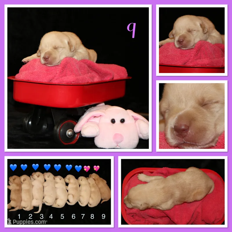 Roux – Labrador Retriever puppy for sale in Annville, KY