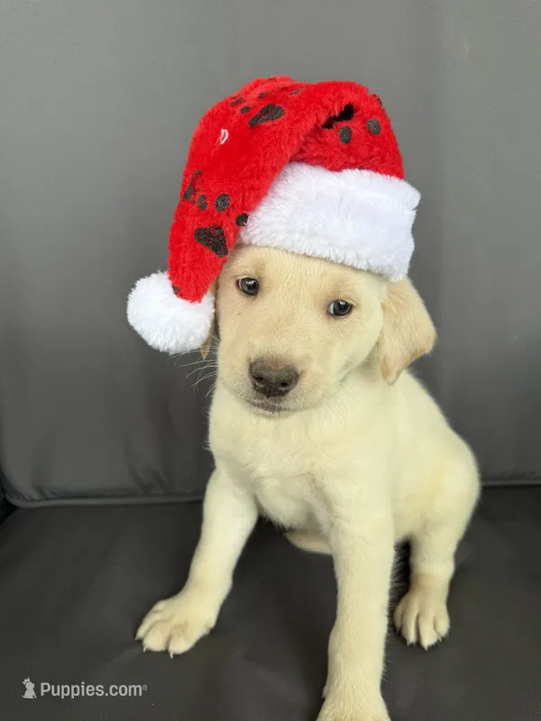 Ram – Labrador Retriever puppy for sale in Annville, KY