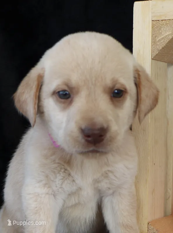 Roux – Labrador Retriever puppy for sale in Annville, KY