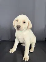 Ram, a male Labrador Retriever for sale in Annville, KY – 3 of 10