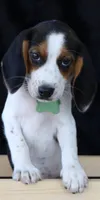Glory Girl, a female Beagle for sale in Annville, KY – 4 of 6