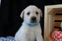 Rebel, a male Labrador Retriever for sale in Annville, KY – 5 of 10