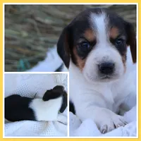 Jammin’ Jazz, a female Beagle for sale in Annville, KY – 1 of 1