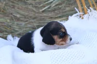 Jack Reacher, a male Beagle for sale in Annville, KY – 8 of 8