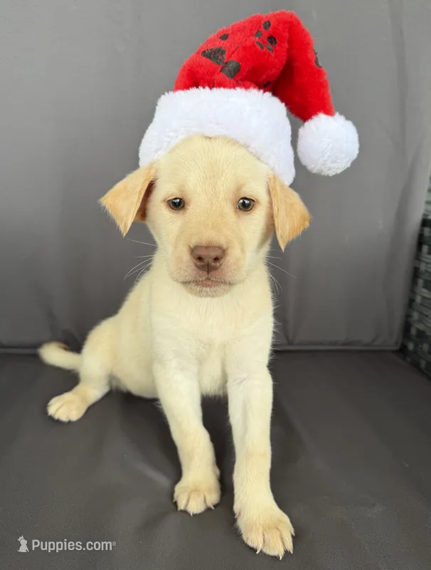 Rhea – Labrador Retriever puppy on hold in Annville, KY