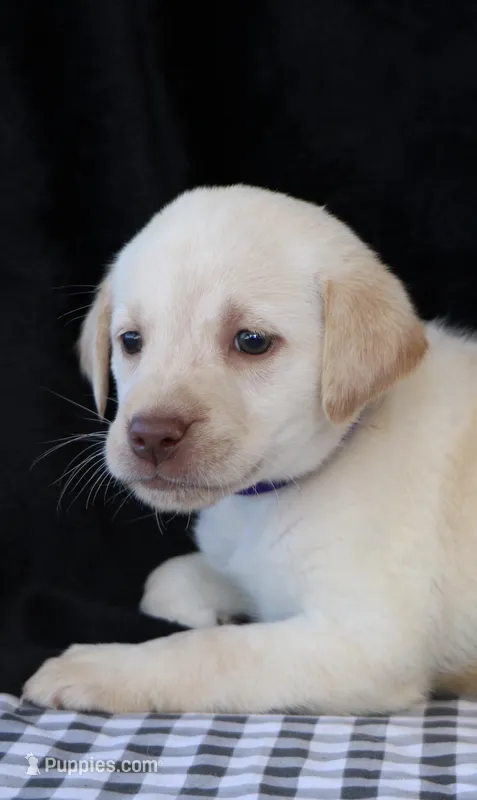 Rhea – Labrador Retriever puppy for sale in Annville, KY