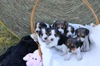 Jack Reacher, a male Beagle for sale in Annville, KY – 7 of 8