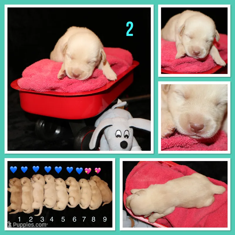Remington  – Labrador Retriever puppy for sale in Annville, KY