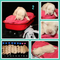 Remington , a male Labrador Retriever for sale in Annville, KY – 1 of 4