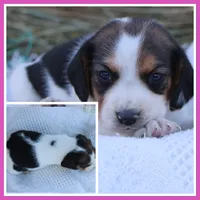 Little Princess P, a female Beagle for sale in Annville, KY – 1 of 1