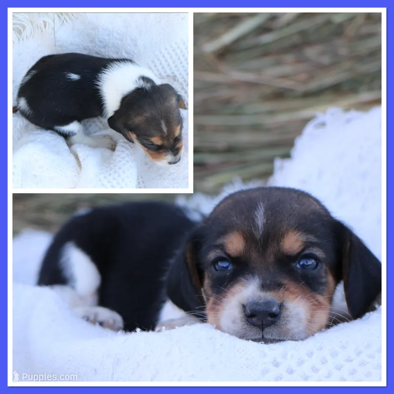 Jack Reacher – Beagle puppy for sale in Annville, KY