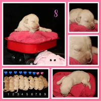 Rhea, a female Labrador Retriever for sale in Annville, KY – 1 of 4