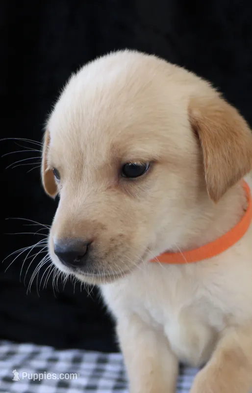Ruger – Labrador Retriever puppy for sale in Annville, KY