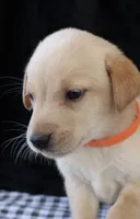 Ruger, a male Labrador Retriever for sale in Annville, KY – 4 of 10