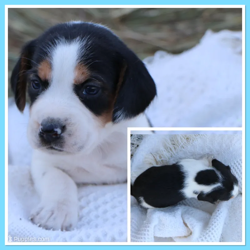 Glory Girl – Beagle puppy for sale in Annville, KY