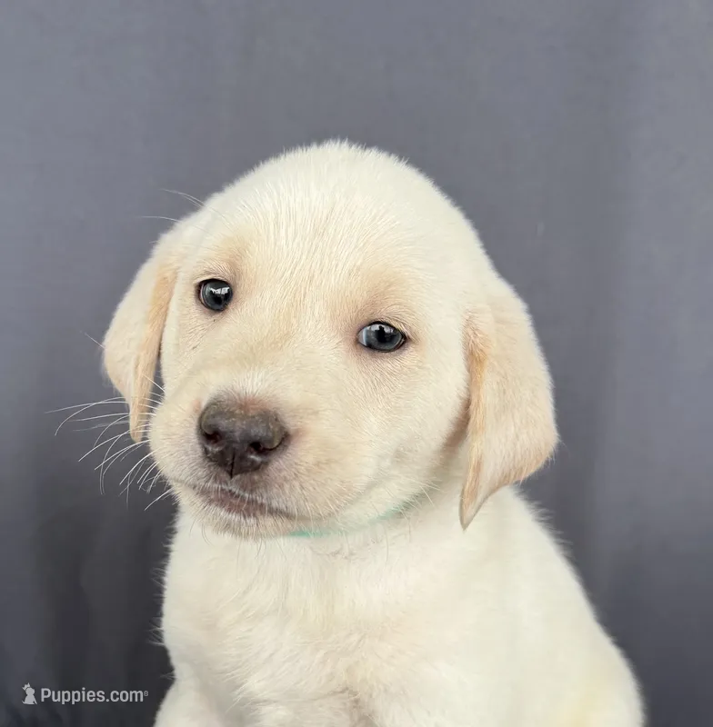 Ram – Labrador Retriever puppy for sale in Annville, KY