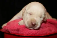 Rooster, a male Labrador Retriever for sale in Annville, KY – 2 of 4