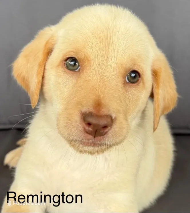 Remington  – Labrador Retriever puppy for sale in Annville, KY