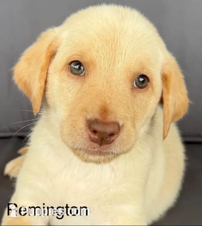 Remington , a male Labrador Retriever for sale in Annville, KY – 1 of 10