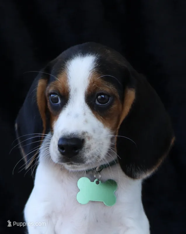 Glory Girl – Beagle puppy for sale in Annville, KY