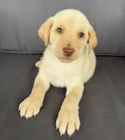 Remington , a male Labrador Retriever for sale in Annville, KY – 2 of 10