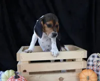 Jack Reacher, a male Beagle for sale in Annville, KY – 2 of 8