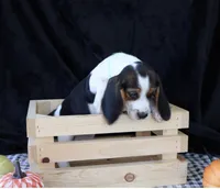 Diamond Dolly, a female Beagle for sale in Annville, KY – 3 of 8