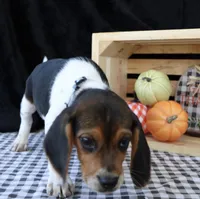 Jack Reacher, a male Beagle for sale in Annville, KY – 3 of 8