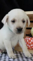 Ram, a male Labrador Retriever for sale in Annville, KY – 6 of 10