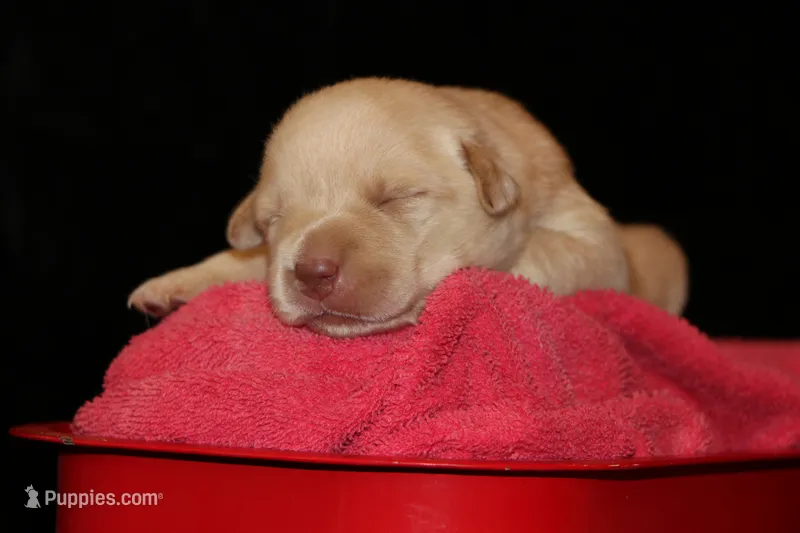 Roux – Labrador Retriever puppy for sale in Annville, KY