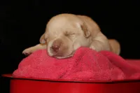 Roux, a female Labrador Retriever for sale in Annville, KY – 2 of 4