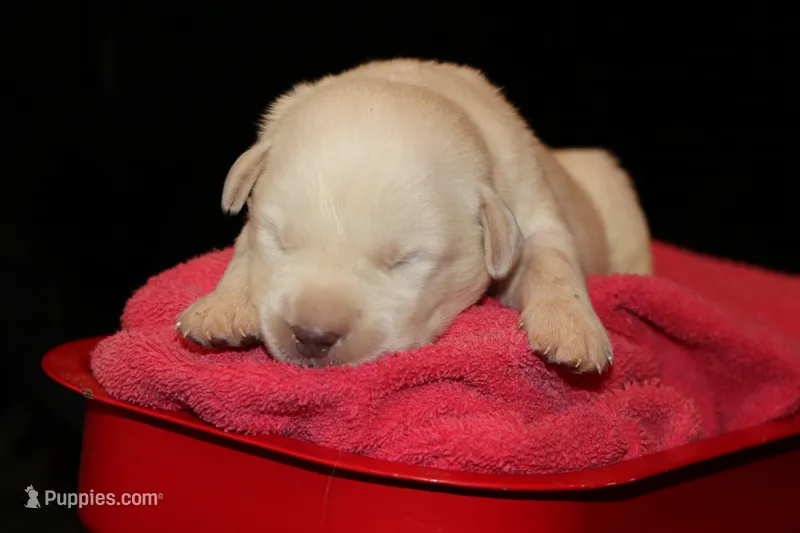 Rebel – Labrador Retriever puppy for sale in Annville, KY